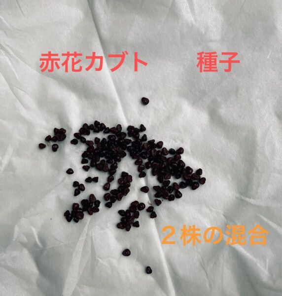 赤花カブト 種子 20粒 サボテン 2株の混合