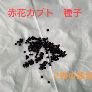 赤花カブト 種子 20粒 サボテン 2株の混合