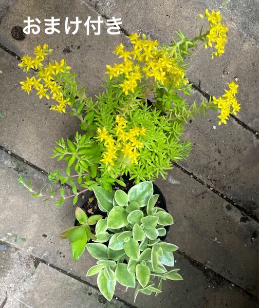 初心者様大丈夫!強い品種 2鉢 抜き苗+おまけ 多肉植物 セダム ゆうパケット発送
