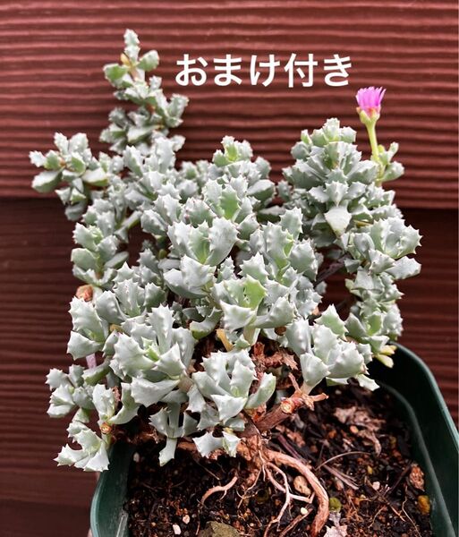 琴爪菊 抜き苗+おまけ 10種類 セダム ゆうパケット発送 初心者も大丈夫!育てやすい!