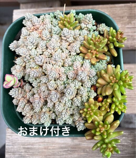 ダシフィルム 他 抜き苗 +おまけ 多肉植物 セダム 初心者様も大丈夫!育てやすい!
