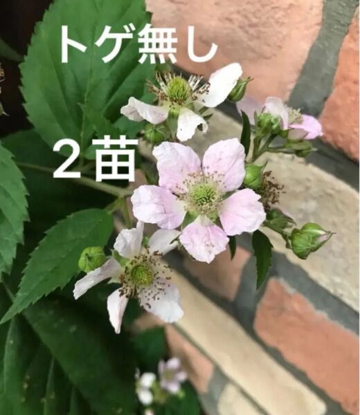 デリ ブラックベリー苗 2苗 抜き苗 無農薬 トゲ無し 果実 ピンク花 ベリー 収穫