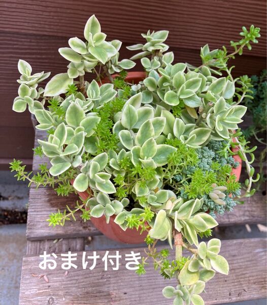 大 イロトリドリ 寄せ植え 抜き苗 +おまけ 多肉植物 セダム ゆうパケット発送