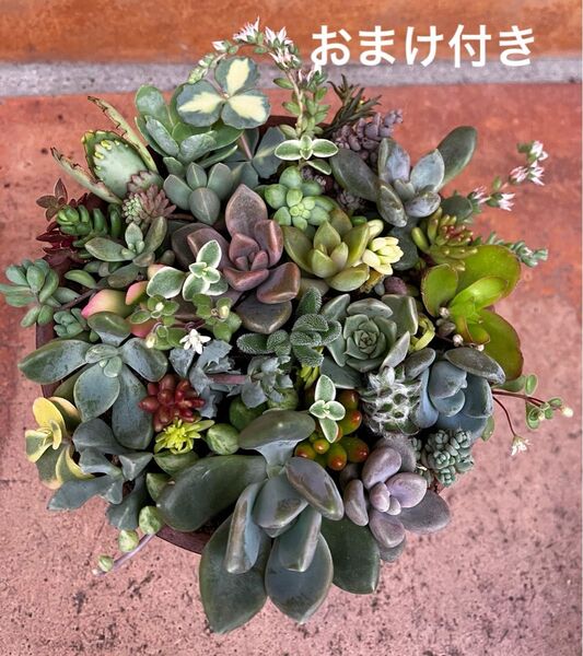イロトリドリ 初心者様も大丈夫!強い品種 カット苗+おまけ 多肉植物 セダム ゆうパケット発送