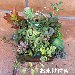 イロトリドリ 初心者様も大丈夫!強い品種 抜き苗+おまけ 多肉植物 セダム ゆうパケット発送