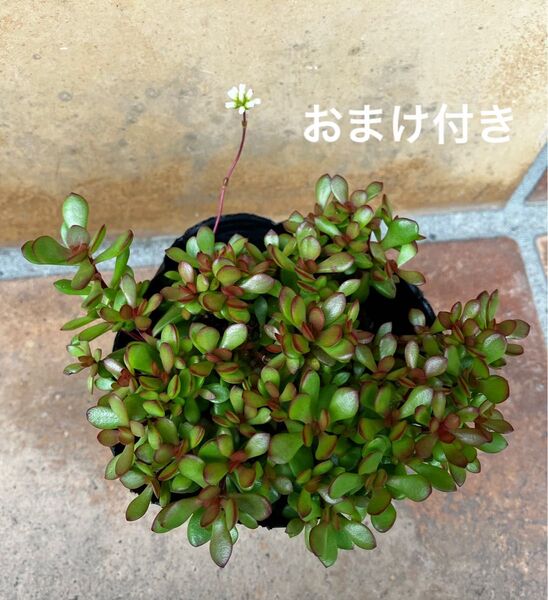 紅稚児 抜き苗+おまけ 多肉植物 セダム ゆうパケット発送 初心者様も大丈夫!