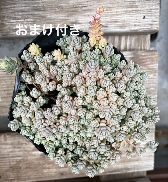 抜き苗+おまけ 10種類 セダム ゆうパケット発送 初心者も大丈夫!育てやすい!
