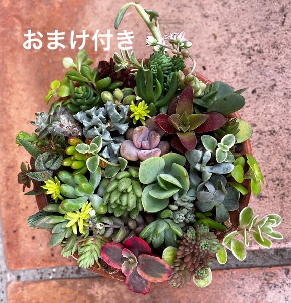 イロトリドリ 寄せ植え カット苗 +おまけ 多肉植物 セダム ゆうパケット発送