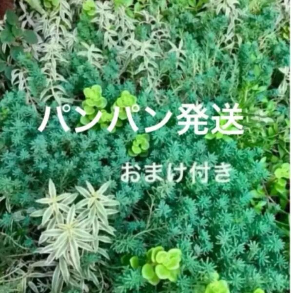 期間限定特価!初心者様も大丈夫!綺麗に増えます!カット苗+おまけ 多肉植物 セダム ゆうパケットミニ発送