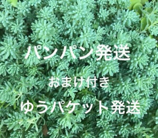 初心者様も大丈夫!強い品種!パリダム カット苗+おまけ 多肉植物 セダム ゆうパケット発送