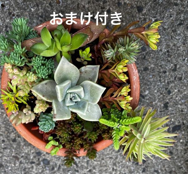 茶鉢 イロトリドリ 抜き苗 +おまけ 多肉植物 セダム ゆうパケット発送