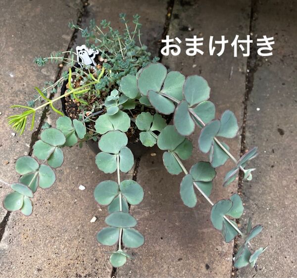パンダ ミセバヤ 他 抜き苗+おまけ 10種類 セダム ゆうパケット発送 初心者も大丈夫!育てやすい!