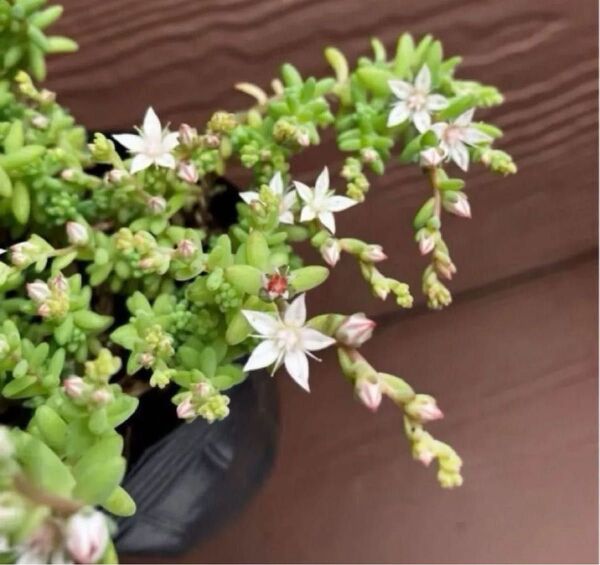 初心者様も大丈夫!強い品種! ミルキーウェイ 10カット苗+おまけ 多肉植物 セダム ゆうパケット発送