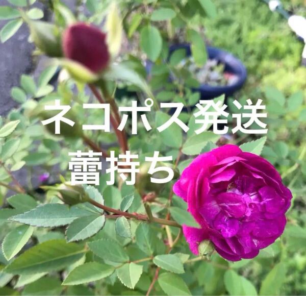 芳香 ミニバラ スイートチャリオット 抜き苗 四季咲き 丈夫 耐暑寒 ネコポス発送
