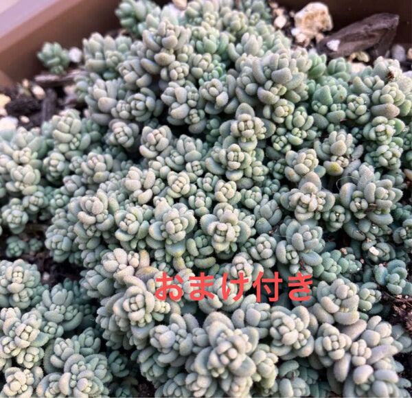 初心者様も大丈夫!強い品種! ダシフィルム 20カット苗+おまけ 多肉植物 セダム ゆうパケット発送