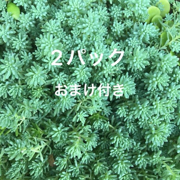 初心者様も大丈夫!強い品種!パリダム カット苗 2パック+おまけ 多肉植物 セダム ゆうパケット発送