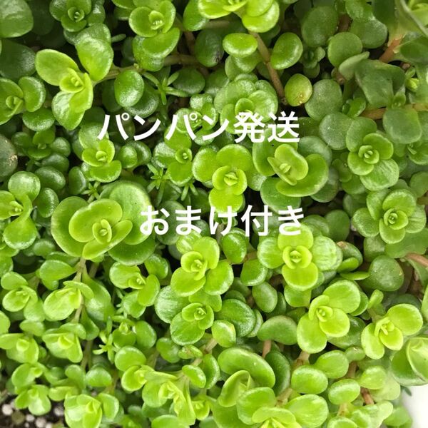 初心者様も大丈夫!強い品種!丸葉万年草 カット苗パンパン発送+おまけ 多肉植物 セダム ゆうパケット発送