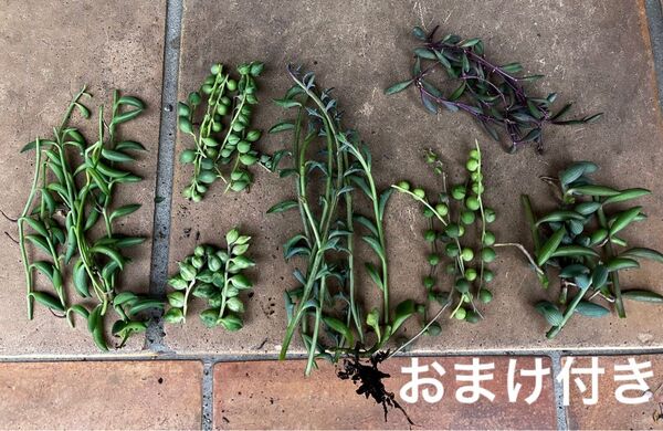 7品種 ネックレス系 カット苗+おまけ10種類 多肉植物 セダム ゆうパケット発送