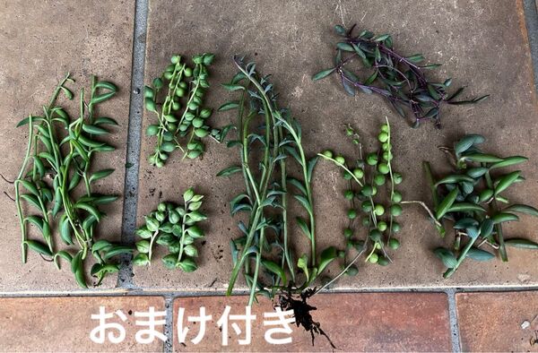 7品種 ネックレス系 カット苗+おまけ10種類 多肉植物 セダム ゆうパケット発送