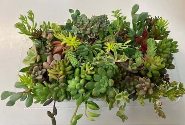45種類×2倍(同じ種類) チビカット苗 寄せ植え 多肉植物 セダム ゆうパケット発送