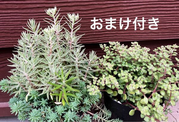 覆輪万年草 パリダム ブロウメアナ 初心者様大丈夫!強い品種 2鉢 抜き苗+おまけ 多肉植物 セダム ゆうパケット発送