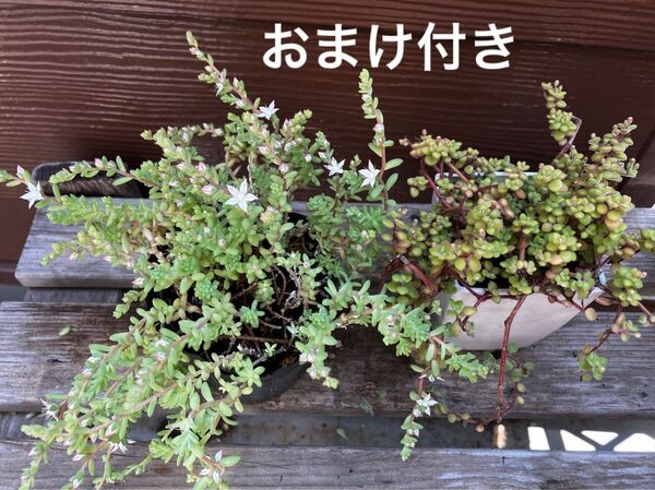 ミルキーウェイ ブロウメアナ 抜き苗+おまけ 10種類 セダム ゆうパケット発送 初心者も大丈夫!育てやすい!