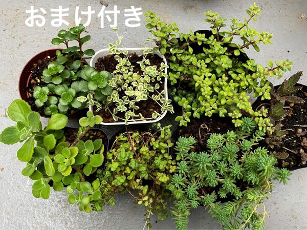 7鉢 抜き苗+おまけ 10種類 セダム ゆうパケット発送 初心者も大丈夫!育てやすい!