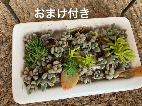 秋麗 赤ちゃん苗 +おまけ 多肉植物 セダム ゆうパケット発送