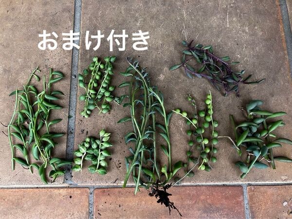 7品種 ネックレス系 カット苗+おまけ10種類 多肉植物 セダム ゆうパケット発送