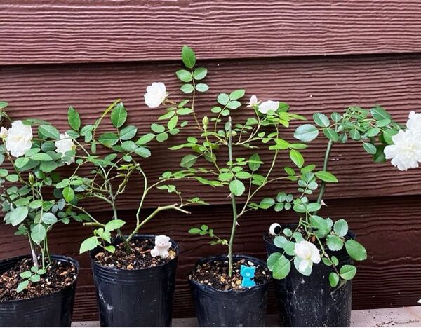 ランダム発送 ミニ薔薇 グリーンアイス苗 1苗 抜き苗 丈夫 虫強 四季咲
