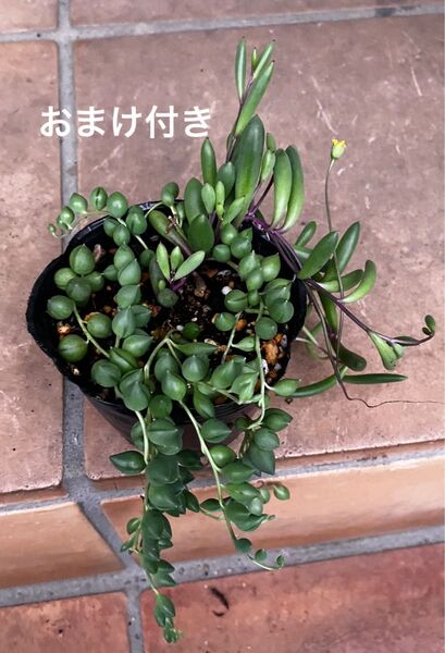 ピーチネックレス ルビーネックレス 抜き苗+おまけ10種類 多肉植物 セダム ゆうパケット発送