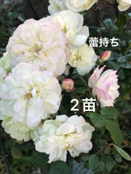 50 ミニバラ グリーンアイス苗 2苗 抜き苗 丈夫 虫強 四季咲 ゆうパケット発送