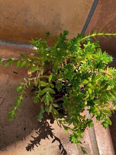 初心者様大丈夫!強い品種 セダム 抜き苗+おまけ 多肉植物 セダム ゆうパケット発送