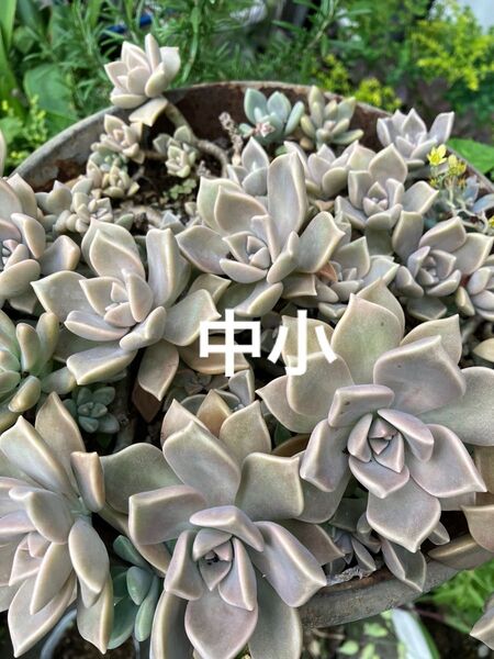 中小 朧月+おまけ 多肉植物 セダム カット苗 ゆうパケット発送
