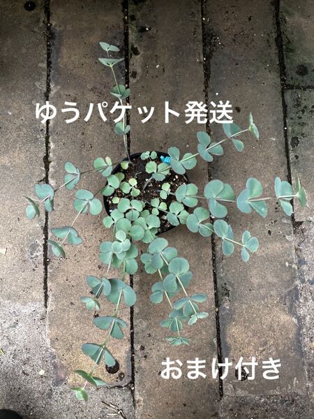 水ティ ミセバヤ 抜き苗+おまけ 10種類 セダム 初心者大丈夫!育てやすい ゆうパケット発送