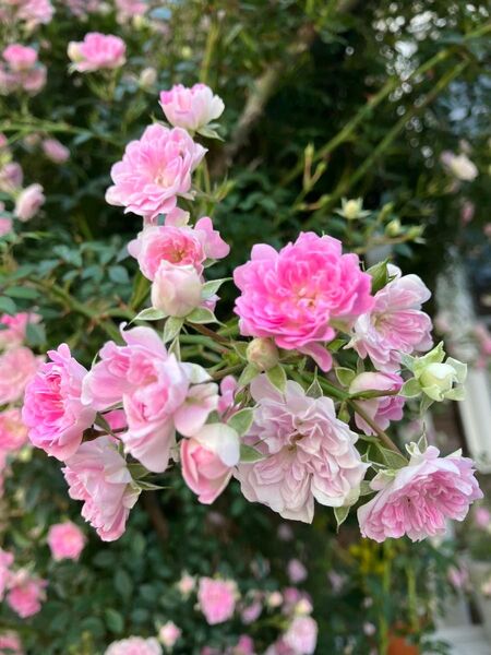 R1つる薔薇苗 夢乙女苗 1苗 ピンク 小花 枝しなやか ゆうパケット発送