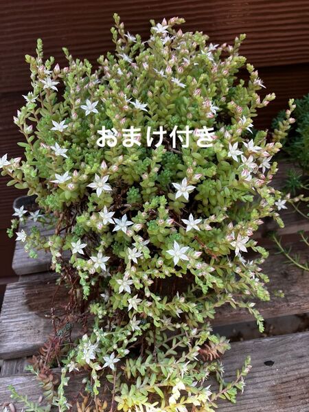 大 初心者様も大丈夫!強い品種! ミルキーウェイ 抜き苗+おまけ10種類 多肉植物 セダム ゆうパケット発送