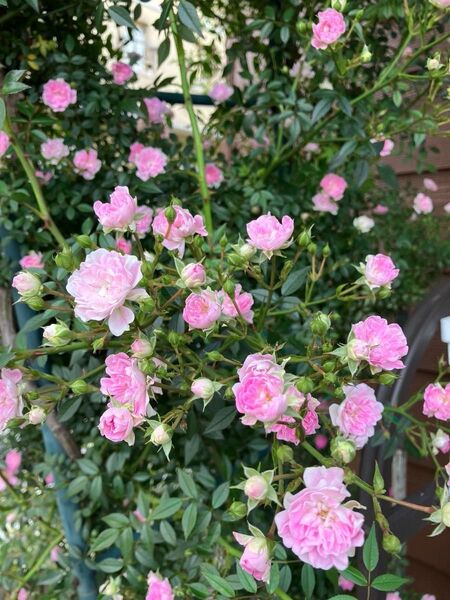 白鳥 つる薔薇苗 夢乙女苗 1苗 ピンク 小花 枝しなやか ゆうパケット発送