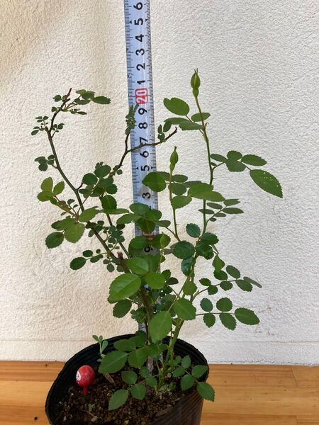 だるま ミニバラ グリーンアイス苗 抜き苗 丈夫 虫強 四季咲 ゆうパケット発送