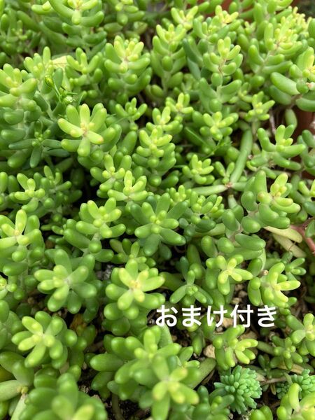 シロバナマンネングサ カット苗 +おまけ 多肉植物 セダム ゆうパケット発送