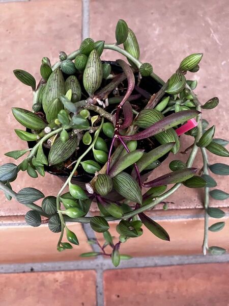 ネックレス系 ドルフィンネックレス ルビーネックレス ピーチネックレス他 抜き苗+おまけ 多肉植物 セダム 初心者様大丈夫!