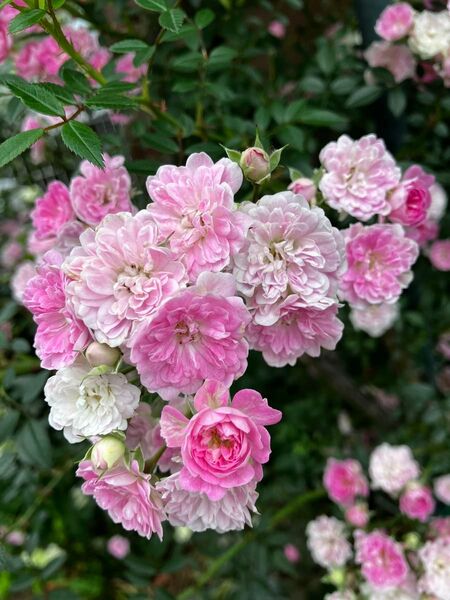青家 つる薔薇苗 夢乙女苗 1苗 ピンク 小花 枝しなやか ゆうパケット発送