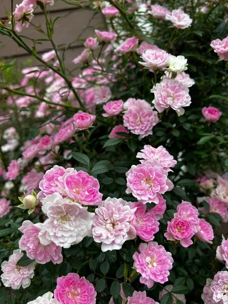 R1 つる薔薇苗 夢乙女苗 1苗 ピンク 小花 枝しなやか ゆうパケット発送