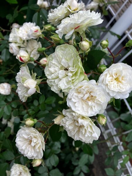 白熊 ミニバラ グリーンアイス苗 抜き苗 丈夫 虫強 四季咲 ゆうパケット発送