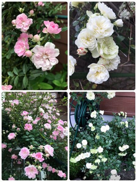 水麒麟白うさぎ 2品種 抜き苗 ミニ薔薇グリーンアイス苗/つる薔薇夢乙女苗 ゆうパケット発送