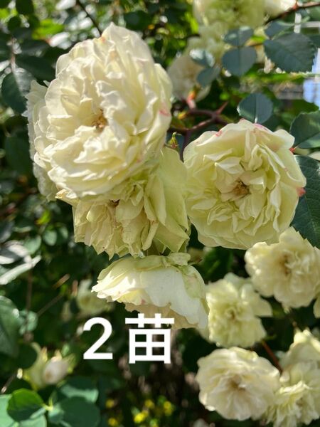50 ミニバラ グリーンアイス苗 2苗 抜き苗 丈夫 虫強 四季咲 ゆうパケット発送