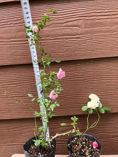 白鳥きのこ 2品種 抜き苗 ミニ薔薇グリーンアイス苗/つる薔薇夢乙女苗 ゆうパケット発送