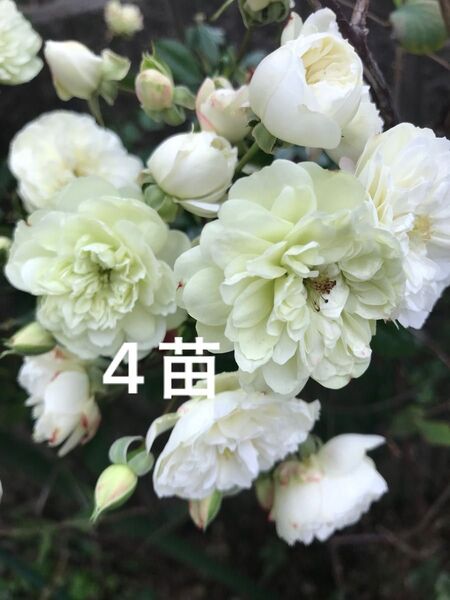 Y熊 4苗 ミニバラ グリーンアイス苗 抜き苗 丈夫 虫強 四季咲 ゆうパケット発送