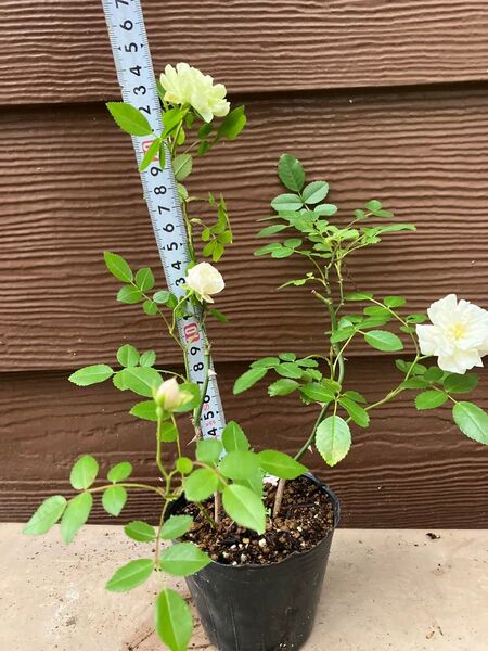 2苗 ミニバラ グリーンアイス苗 抜き苗 丈夫 虫強 四季咲
