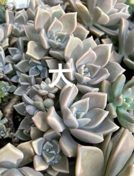 大 朧月 カット苗+おまけ 多肉植物 セダム カット苗 ゆうパケット発送